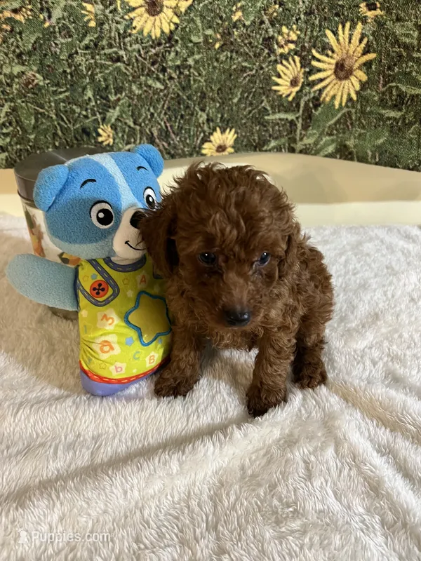Rose 4 – Poodle - Toy  puppy for sale in Summit, MS