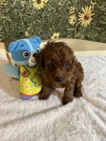 Rose 4, a male Poodle - Toy  for sale in Summit, MS – 1 of 1