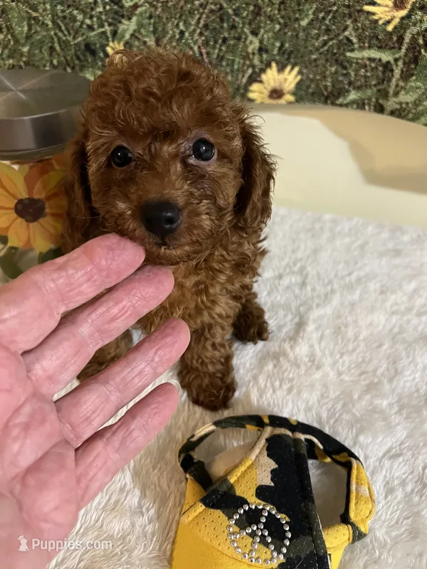 Rose 3 – Poodle - Toy  puppy for sale in Summit, MS