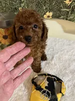 Rose 3, a male Poodle - Toy  for sale in Summit, MS – 1 of 1