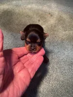 Jazz1, a male Yorkshire Terrier for sale in Summit, MS – Photo 1 of 3