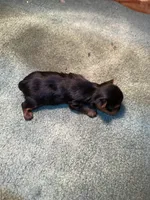 Jazz1, a male Yorkshire Terrier for sale in Summit, MS – Photo 3 of 3