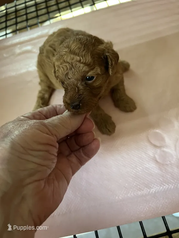 Jo Jo  – Poodle - Toy  puppy for sale in Summit, MS