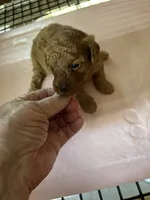 Jo Jo , a female Poodle - Toy  for sale in Summit, MS – 1 of 1