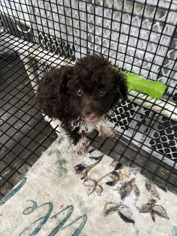 Mocca  – Poodle - Toy  puppy for sale in Summit, MS