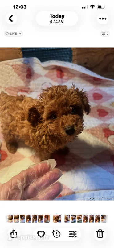 Ginger  – Poodle - Toy  puppy for sale in Summit, MS
