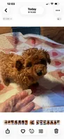Ginger , a female Poodle - Toy  for sale in Summit, MS – 1 of 1