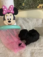 Snickers 3, a female Poodle - Toy  for sale in Summit, MS – Photo 2 of 3