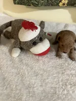 Snickers 3, a female Poodle - Toy  for sale in Summit, MS – Photo 3 of 3