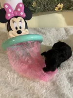 Snickers 3, a female Poodle - Toy  for sale in Summit, MS – Photo 1 of 3