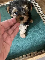 Lyla m , a male Yorkshire Terrier for sale in Summit, MS – 1 of 1
