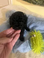 Snickers 1, a male Poodle - Toy  for sale in Summit, MS – Photo 1 of 2