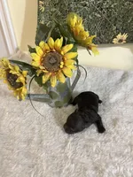 Mocca 4, a male Poodle - Toy  for sale in Summit, MS – Photo 2 of 2