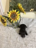 Mocca 4, a male Poodle - Toy  for sale in Summit, MS – Photo 1 of 2