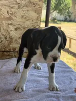 max, a female Boxer for sale in Fresno, CA – 1 of 2