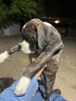 max, a female Boxer for sale in Fresno, CA – 2 of 2