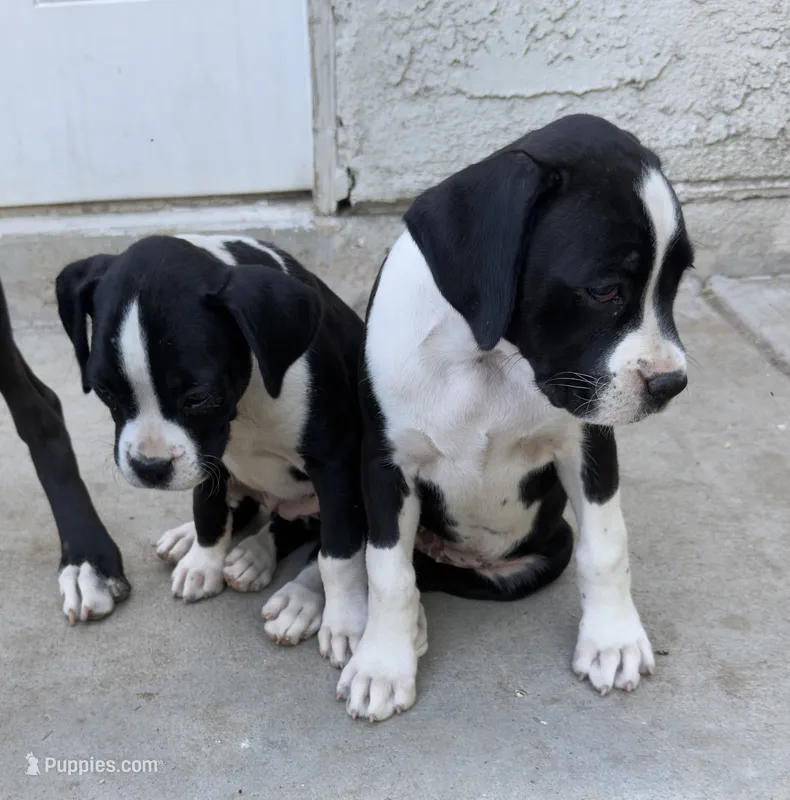 max – Boxer puppy for sale in Fresno, CA