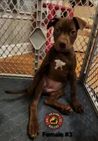 Wonka, a female American Bully for sale in Loganville, GA – Photo 10 of 10