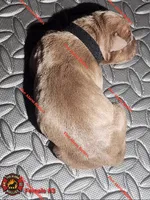 Wonka, a female American Bully for sale in Loganville, GA – Photo 8 of 10