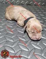 Wonka, a female American Bully for sale in Loganville, GA – Photo 5 of 10