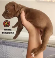 Wonka, a female American Bully for sale in Loganville, GA – Photo 4 of 10