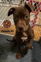 Wonka, a female American Bully for sale in Loganville, GA – Photo 7 of 10