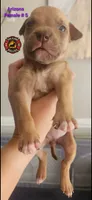 Arizona, a female American Bully for sale in Loganville, GA – Photo 3 of 10