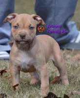 Arizona, a female American Bully for sale in Loganville, GA – Photo 2 of 10