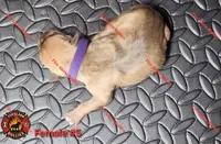 Arizona, a female American Bully for sale in Loganville, GA – Photo 7 of 10