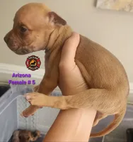 Arizona, a female American Bully for sale in Loganville, GA – Photo 4 of 10