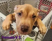 Arizona, a female American Bully for sale in Loganville, GA – Photo 9 of 10