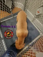 Arizona, a female American Bully for sale in Loganville, GA – Photo 10 of 10