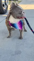 Kanelo, a male French Bulldog for sale in Spring Hill, FL – 7 of 9