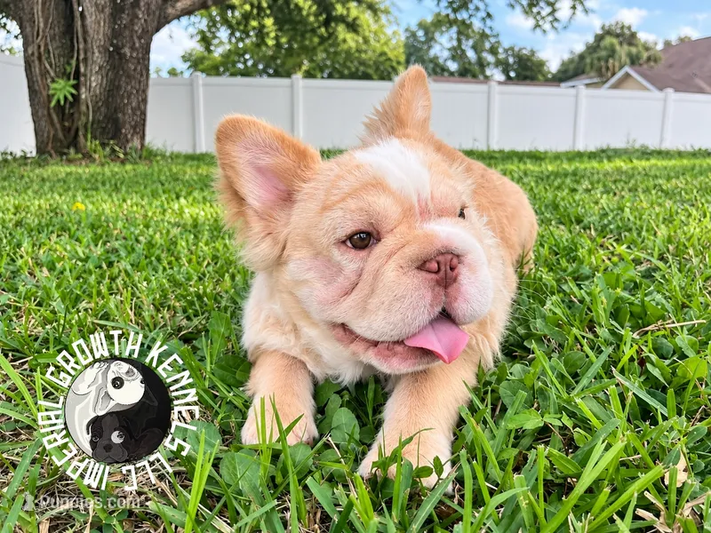 Kanelo – French Bulldog puppy for sale in Spring Hill, FL