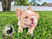 Kanelo, a male French Bulldog for sale in Spring Hill, FL – 1 of 9