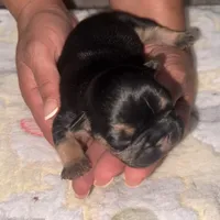 Mini Drako, a male French Bulldog for sale in Spring Hill, FL – Photo 3 of 10