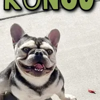 Mini Drako, a male French Bulldog for sale in Spring Hill, FL – Photo 6 of 10