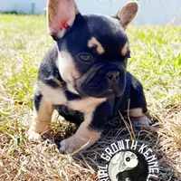 Mini Drako, a male French Bulldog for sale in Spring Hill, FL – Photo 1 of 10