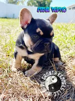 Mini Drako, a male French Bulldog for sale in Spring Hill, FL – Photo 1 of 10