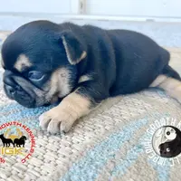 Mini Drako, a male French Bulldog for sale in Spring Hill, FL – Photo 5 of 10