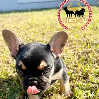 Mini Drako, a male French Bulldog for sale in Spring Hill, FL – Photo 9 of 10