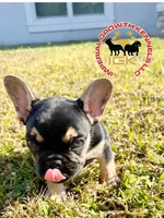 Mini Drako, a male French Bulldog for sale in Spring Hill, FL – Photo 9 of 10