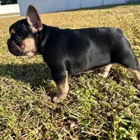 Mini Drako, a male French Bulldog for sale in Spring Hill, FL – Photo 10 of 10