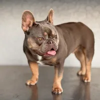 Mini Drako, a male French Bulldog for sale in Spring Hill, FL – Photo 7 of 10