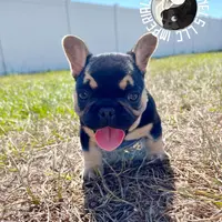 Mini Drako, a male French Bulldog for sale in Spring Hill, FL – Photo 8 of 10