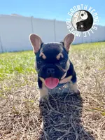 Mini Drako, a male French Bulldog for sale in Spring Hill, FL – Photo 8 of 10