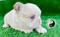 Jamocha Kream, a male French Bulldog for sale in Spring Hill, FL – 5 of 9