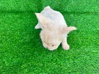 Fluffy Kloud , a female French Bulldog for sale in Spring Hill, FL – 8 of 10