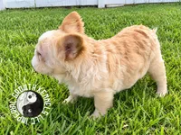 Kanelo, a male French Bulldog for sale in Spring Hill, FL – 5 of 9