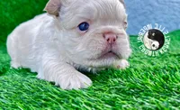 Jamocha Kream, a male French Bulldog for sale in Spring Hill, FL – 4 of 9